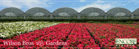 wilson bros gardens|wilson bros gardens reviews.